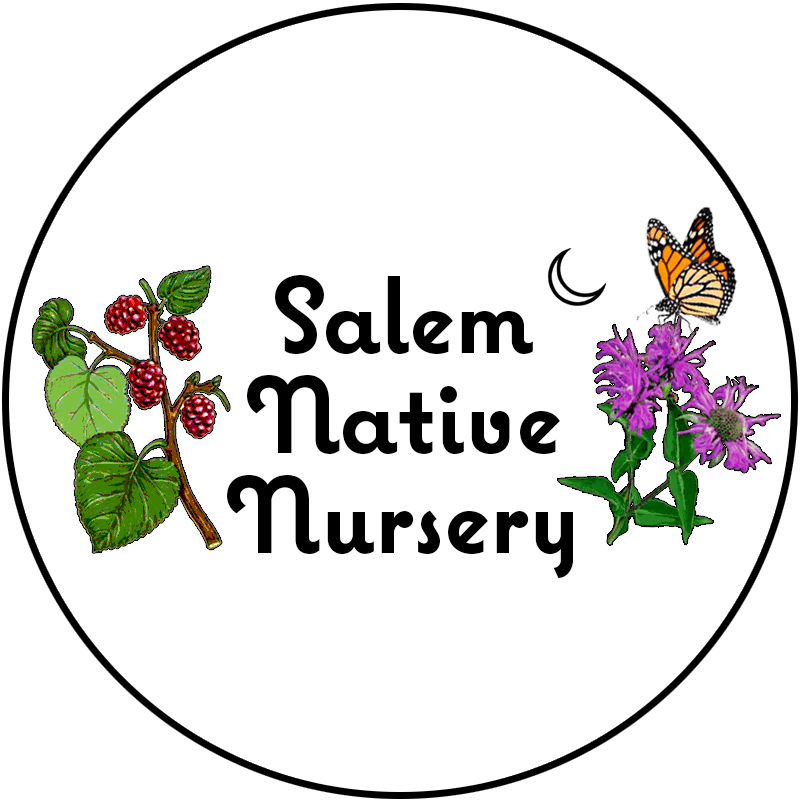 Logo with the text "Salem Native Nursery", framed by red mulberry, and wild bergamot with a monarch butterfly, and a small crescent moon next to the word Salem. Visit www.salemnativenursery.org to learn more about this organization.